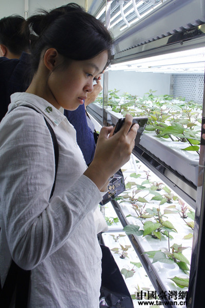 在农大水利与土木工程学院设施农业实验室里，营员们参观红薯育苗培育
