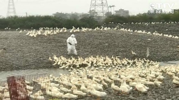 台“防检局”花4千万买禽流感疫苗 9成9因过期销毁