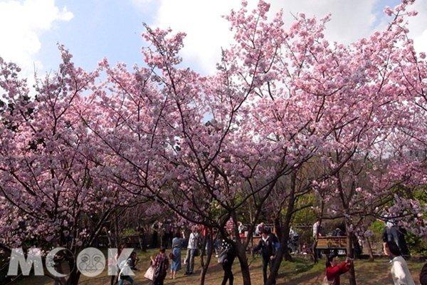 樱花季来啦！2017台湾新北赏樱景点整理推荐