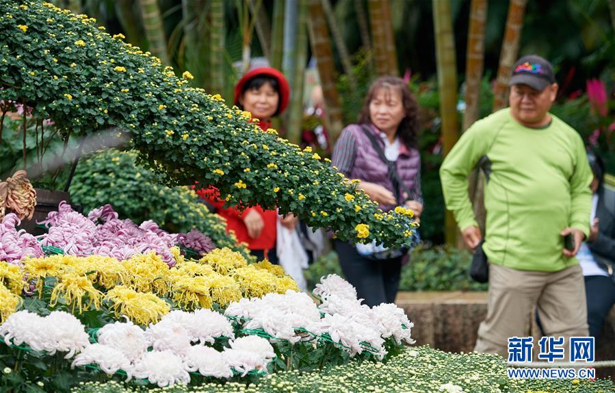 11月26日，台北市民在士林官邸参观菊展。新华社记者 赵颖全 摄